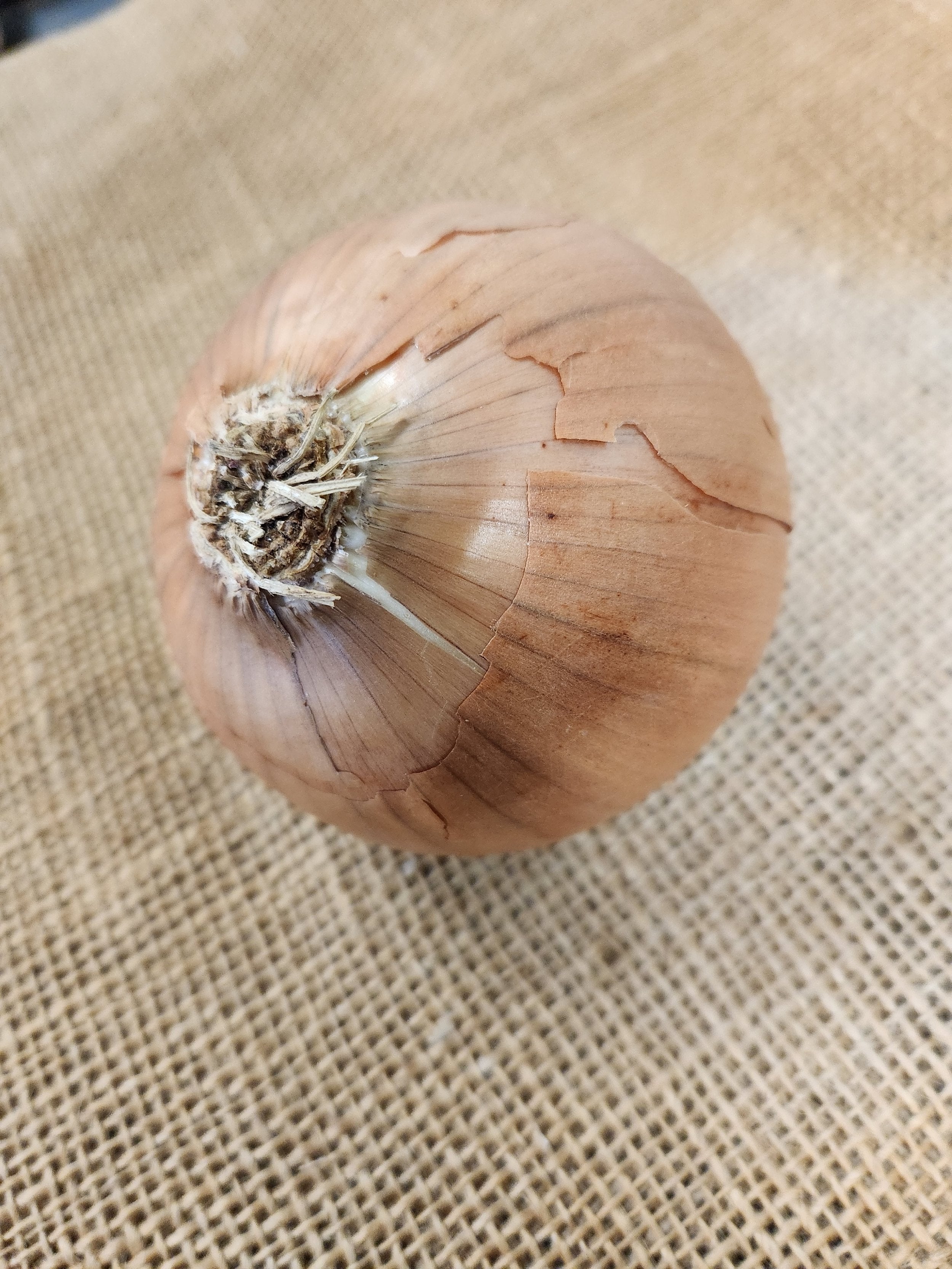 Spanish Onions Harley Farms