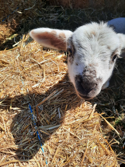 Lamb Playtime
