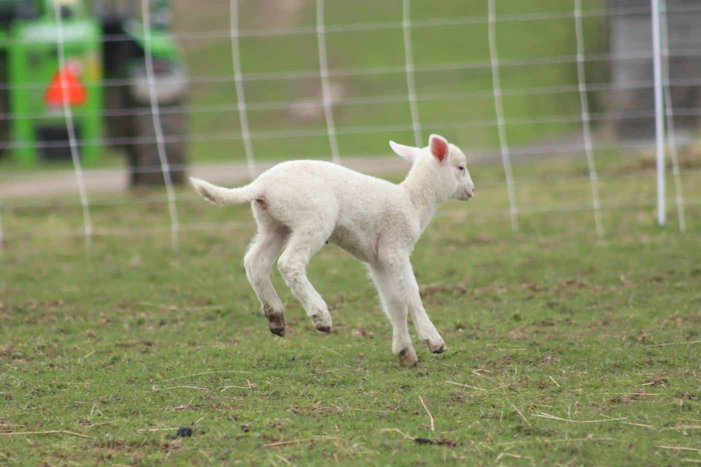 Lamb Playtime