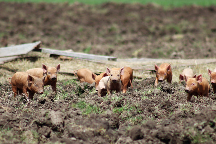 Farm Tour